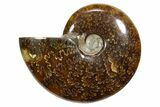 Polished Ammonite (Cleoniceras) Fossil - Madagascar #348507-1